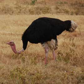 ostrich